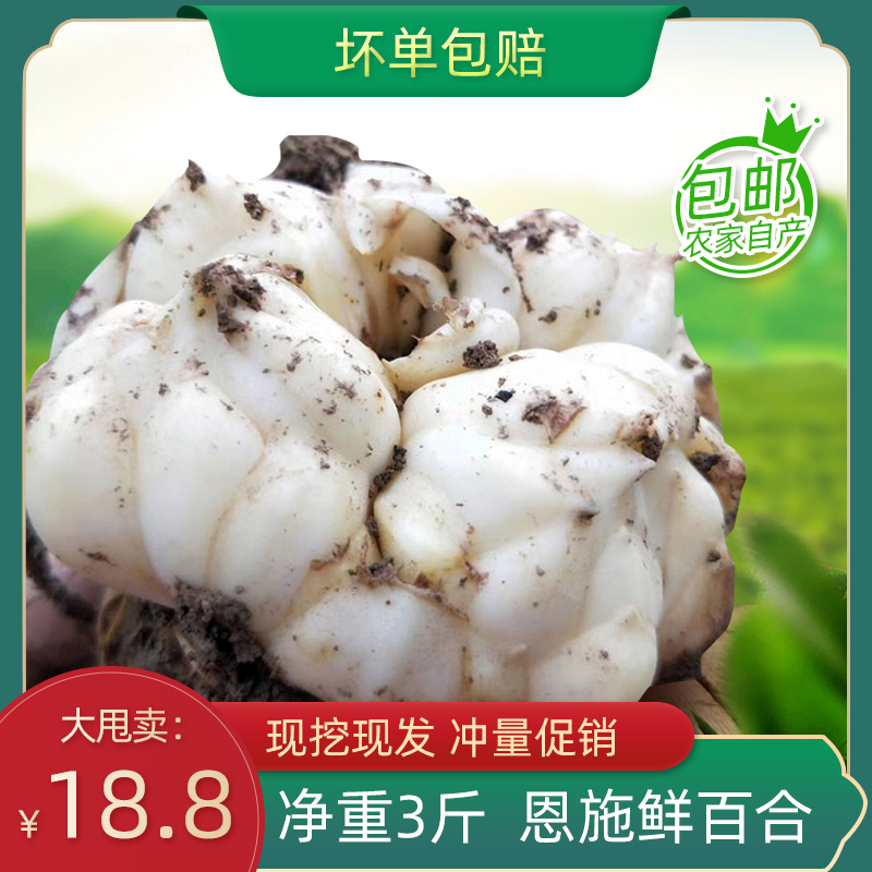 新挖特级卷丹百合新鲜药食用特大整箱500g包邮湖北恩施富硒鲜白合|msdalam kategori daging perikanan/Buah-buahan segar dan sayur-sayuran/dimasak, sayur-sayuran segar/Vegetable Products, sayur-sayuran segar, 新鲜百合 - dari Buy2taobao.com untuk memberikan perkhidmatan ejen Taobao profesional membeli