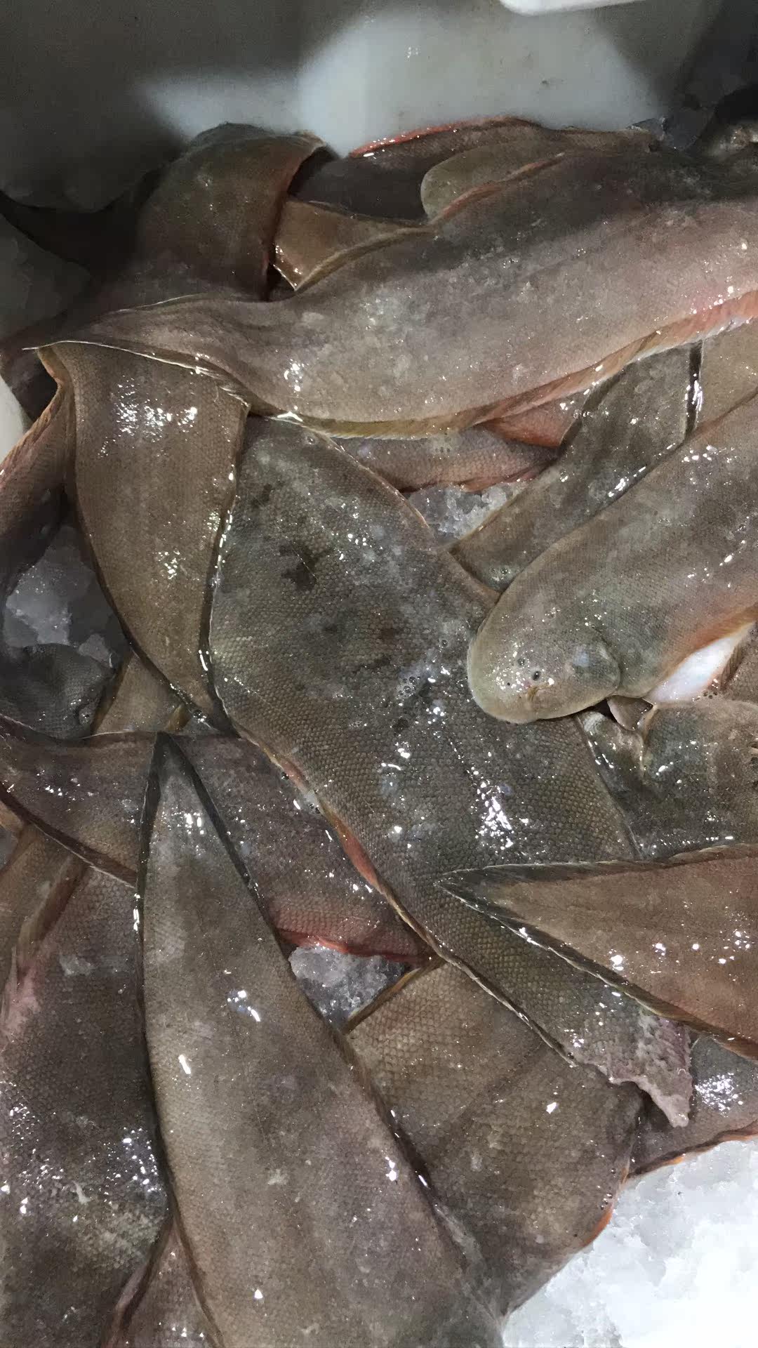 小胖海鲜 野生细麟龙利鱼 龙舌鱼 当天小船现捕 每份1斤 4斤包邮