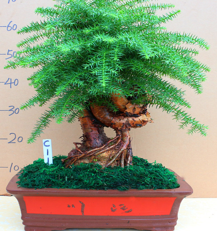 老桩名贵澳洲杉盆景植物茶几室内盆景树办公桌面绿植客厅树桩盆栽