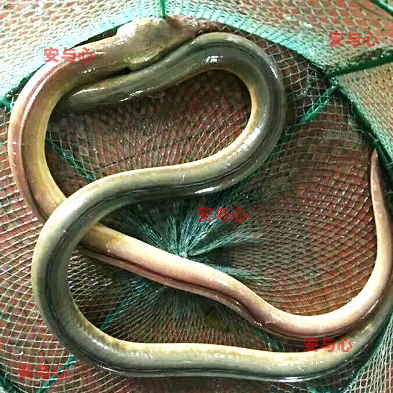 深海土龙鳗鱼活冻杜龙中华须鳗脚定海黄鳝东山岛海鲜冷冻水产品