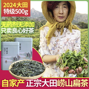 正宗崂山绿茶2024新茶春茶大田扁茶特级500g散装礼盒装豆香浓青岛