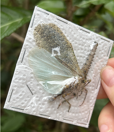 努比利长鼻蜡蝉zanna nobilis原虫标本