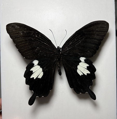 宽带凤蝶papilio&nbsp;nephelus&nbsp;boisduval未展翅原蝶标本真蝴蝶