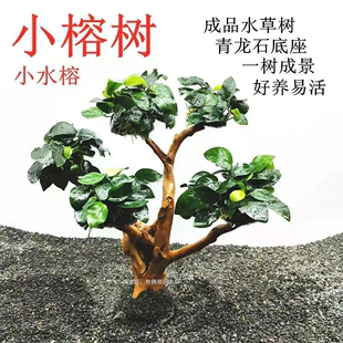 鱼缸造景活体小榕树水草树水榕沉木阴性真草好看懒人好养新手套餐