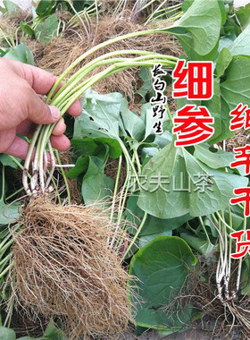 长白山细辛细参250g中药材 北细辛野生干净全草干货驱虫包邮