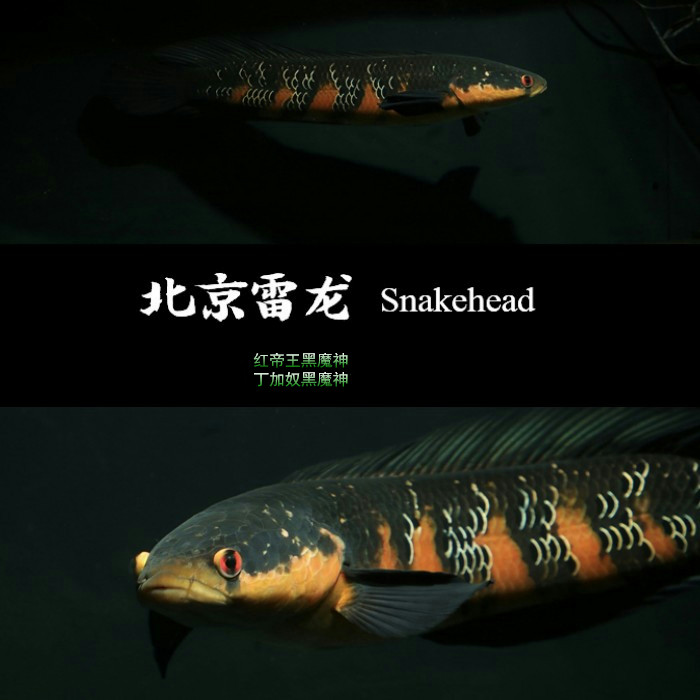 魔神北京红魔塔兰活体龙鱼京雷雷龙鱼丁加奴帝王鱼