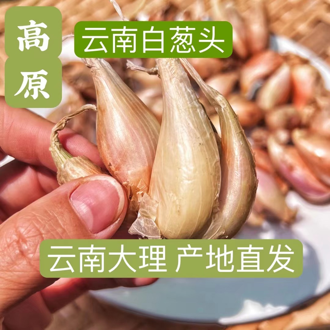 云南高原白葱头干葱头四季可种植炸葱油葱酥1/3/5/9斤原产地直发