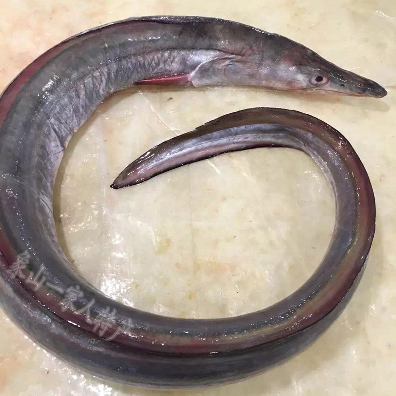石浦海鲜东海特产新鲜野生鳗鱼补钙海产本地鲜活海鳗一条2斤重