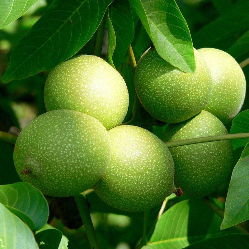 河北去青皮鲜核桃新湿嫩手工去皮生核桃山核桃孕妇水果五斤包邮