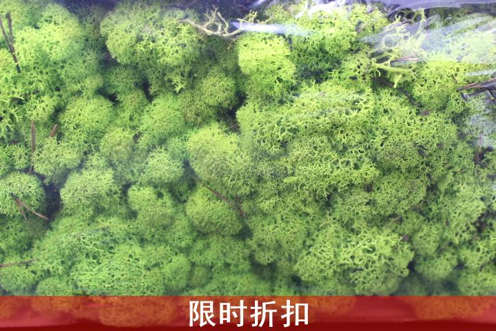 出口级永生无杂质苔藓(1克,5克价)永生花diy配材点缀铺垫白色绿色