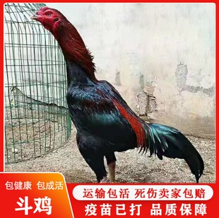 泰国斗鸡成年鸡青年咬鸡小鸡仔子1元券￥11￥12斗鸡用品 斗鸡修拐刀