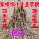 新韭菜根苗现挖红紫根四季小叶阳台室内盆景栽好养易活绿植老品种