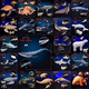 仿真海洋生物模型动物海豚螃蟹鲨鱼鲸抹香鲸鲨企鹅丑鱼男孩礼物