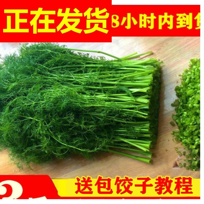 现货茴香菜3斤新鲜小茴香菜荤香苗山东露天绿色荤香蔬菜回香包