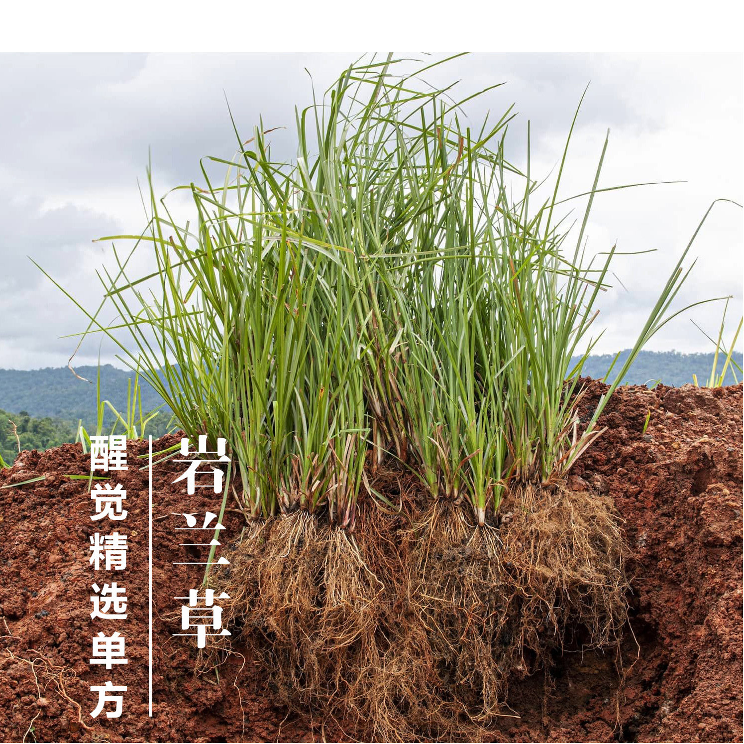 醒觉甄选精油野生岩兰草绿 降气净化痘痘 缓解手脚冰冷 10ml