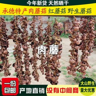 承德农家野生肉蘑菇 食用菌红肉蘑菇松树伞蘑菇干货半斤/一斤包邮