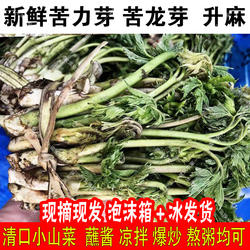 苦力芽新鲜苦隆芽山野菜升麻承德特产