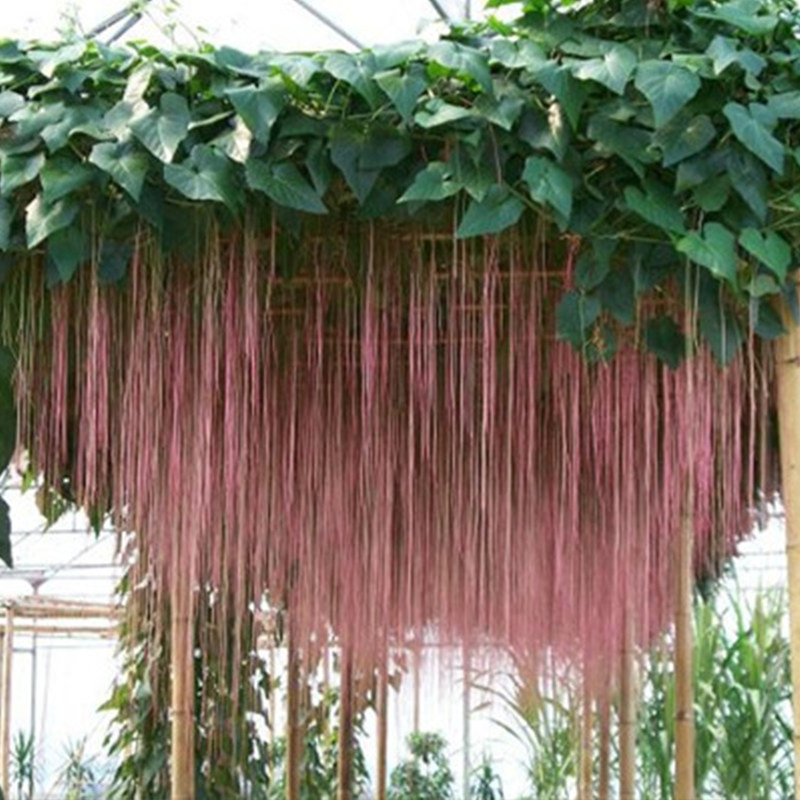 锦屏藤苗富贵帘苗藤龙须藤一帘幽梦会长须的爬藤植物阳台攀援珠帘