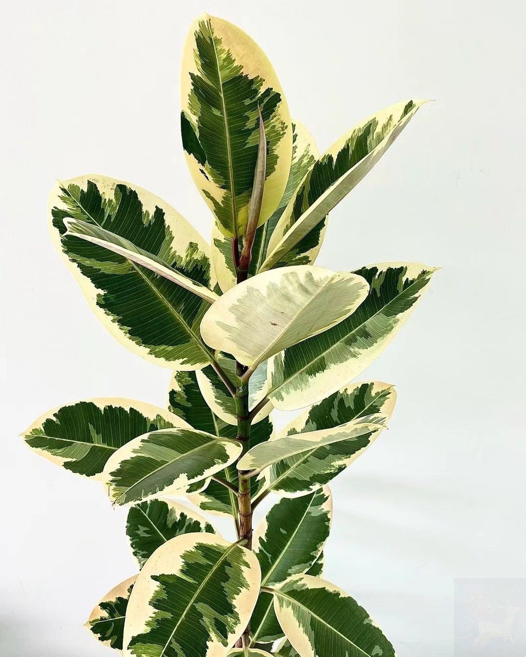 我养的越来越好了!花叶橡皮树真的太好看呀_什么值得买