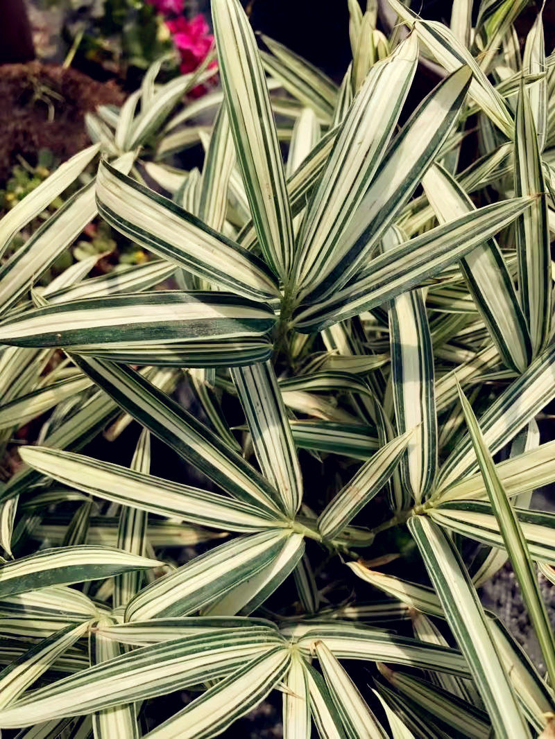 日本地竹观赏花叶竹子 白纹维谷笹 小盆苗
