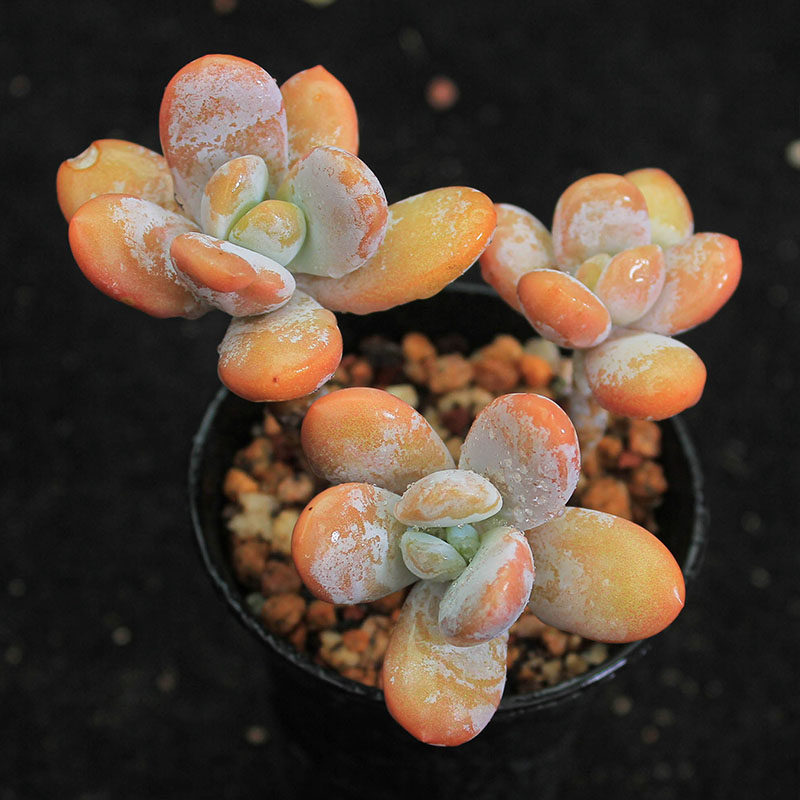 多肉植物雪美人雪莲杂老桩群生精选盆栽室内阳台窗台花卉一物一拍