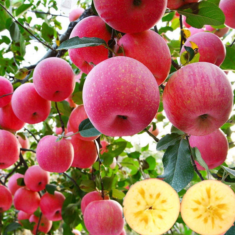苹果苗北方种植地栽苗红富士苹果树嫁接南方种植盆栽果树当年结果
