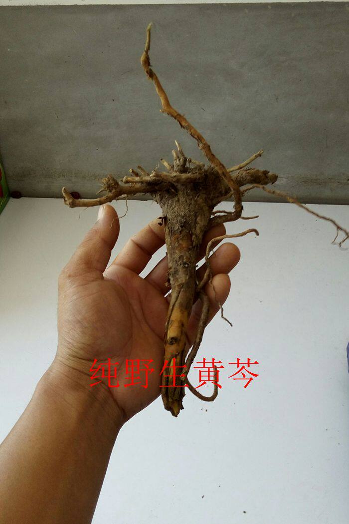 千年古枣园的优惠券大全—野生黄芩根500克山西黄芩根枯芩装皮黄芩根