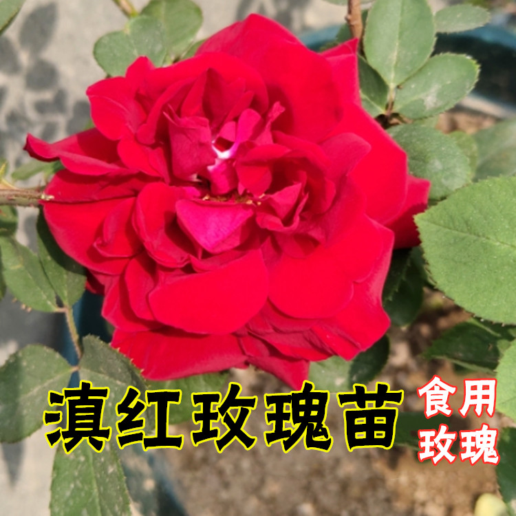 云南可食用玫瑰花苗滇红玫瑰花苗浓香型花卉盆栽室外庭院四季开花