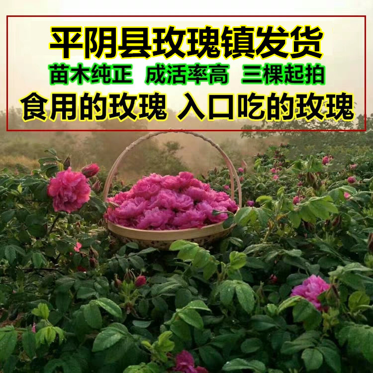 可做花茶 可食用玫瑰花苗 玫瑰苗树木平阴重瓣玫瑰 丰