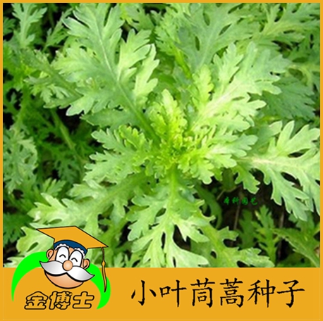 菜園陽台種籽【小葉筒蒿種子】筒蒿菜籽筒蒿菊菊花菜籽春四季克斤在類目 鮮花速遞/花卉仿真/綠植園藝, 花卉/蔬果/草坪種子(新), 家庭園藝種子中 - 來自Buy2taobao.com提供專業的淘寶代購服務