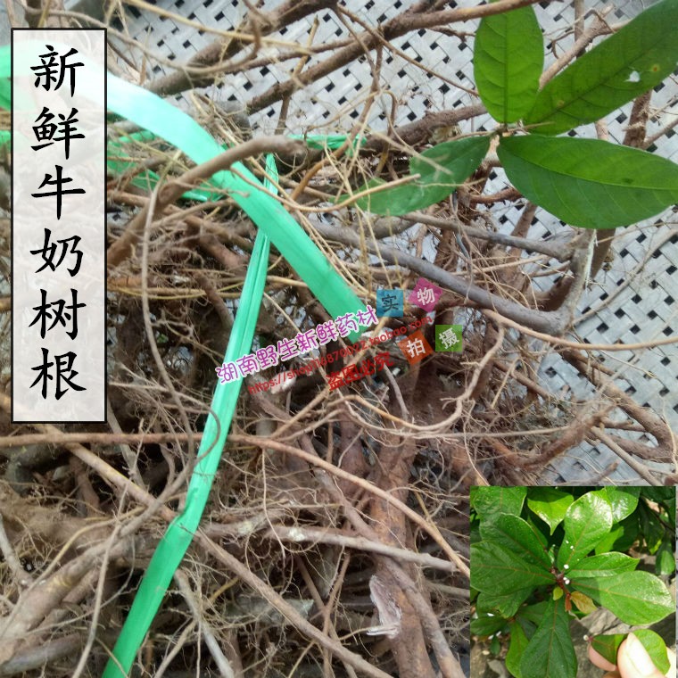 新鲜牛奶树根 野生新鲜牛奶根 煲汤料 琴叶榕根500克图片