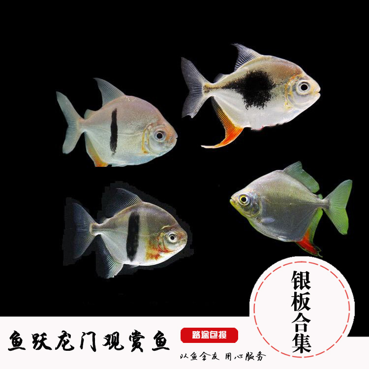 热带观赏鱼黑桃a 粗线 细线银板鱼豹点虎纹银板白化翡翠银板活体