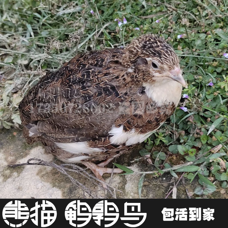 特价鹌鹑活体_非洲黑莎维熊猫巨型肉鹌鹑受精蛋可孵化青年种鸟活体手