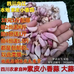 四川内江本地 紫皮小香蒜 红皮大蒜 香蒜 蒜苗炒回锅肉 蒜瓣 种子