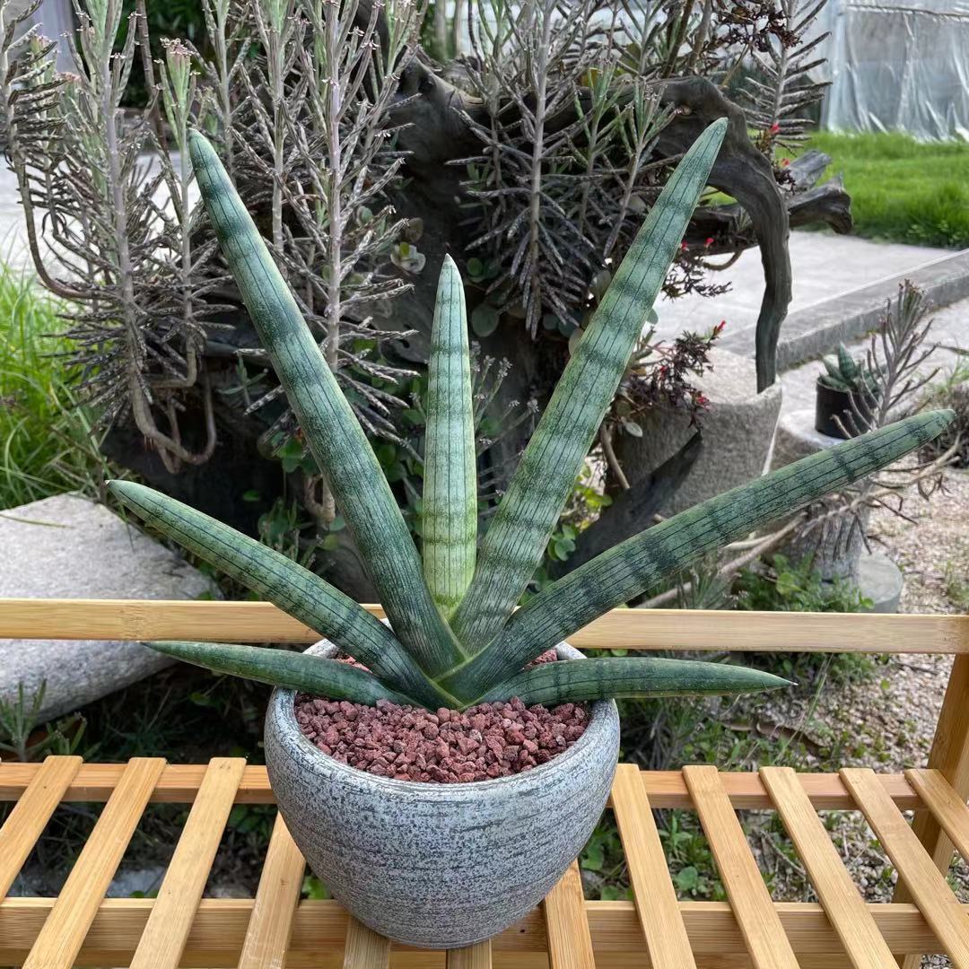 【泰国稀有品种】佛手虎皮兰美化环境净化空气抗辐射