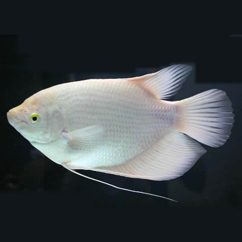 热销招财鱼活体战船