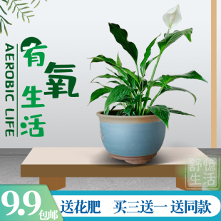 红掌白掌盆栽植物净化空气好养吸甲醛一帆风顺四季常青客厅绿植大