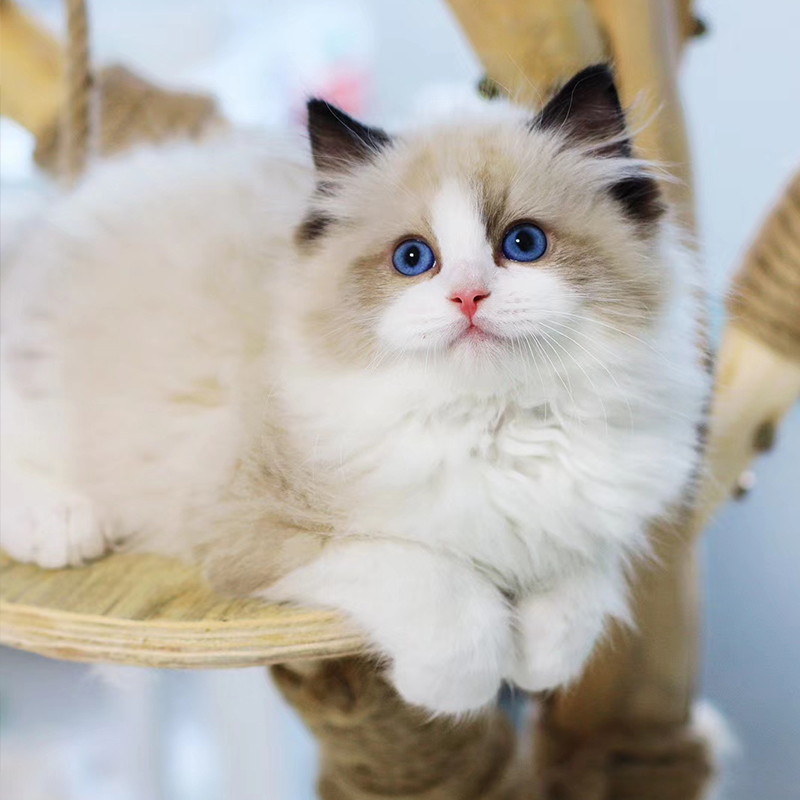 布偶猫海双色 猫咪活体 宠物小猫咪 布偶猫 纯种布偶