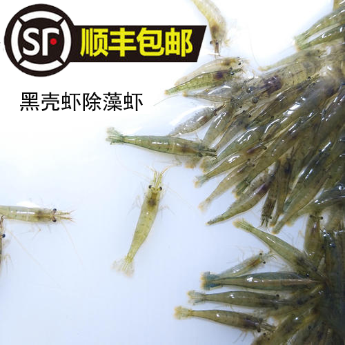 黑壳虾活体套餐观赏虾水族箱除藻虾饲料虾草缸除藻虾造景清洁米虾