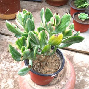 三色 玉树 三色花月 多肉 玉树