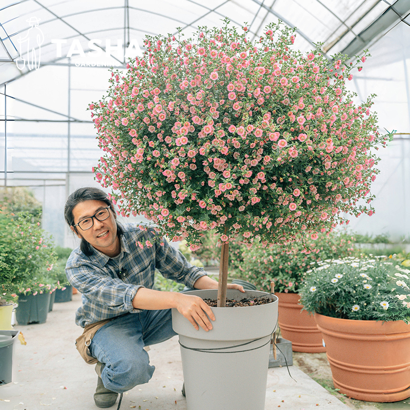 塔莎的花园 小木槿粉色盆栽庭院阳台棒棒糖花期长三季花期