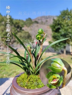 矮种兰花春兰荷瓣宝莲灯名贵浓香室内客厅办公室桌面花卉绿植盆栽