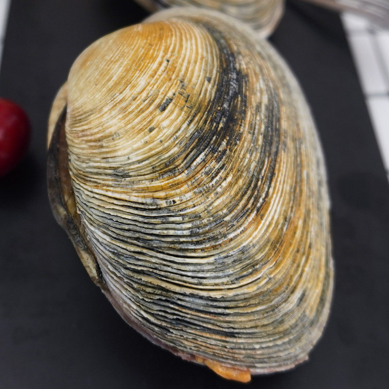 淘宝￥39折后价￥322-3只/斤 鲜活天鹅蛋 水产 海鲜 贝类 天鹅贝 烧烤