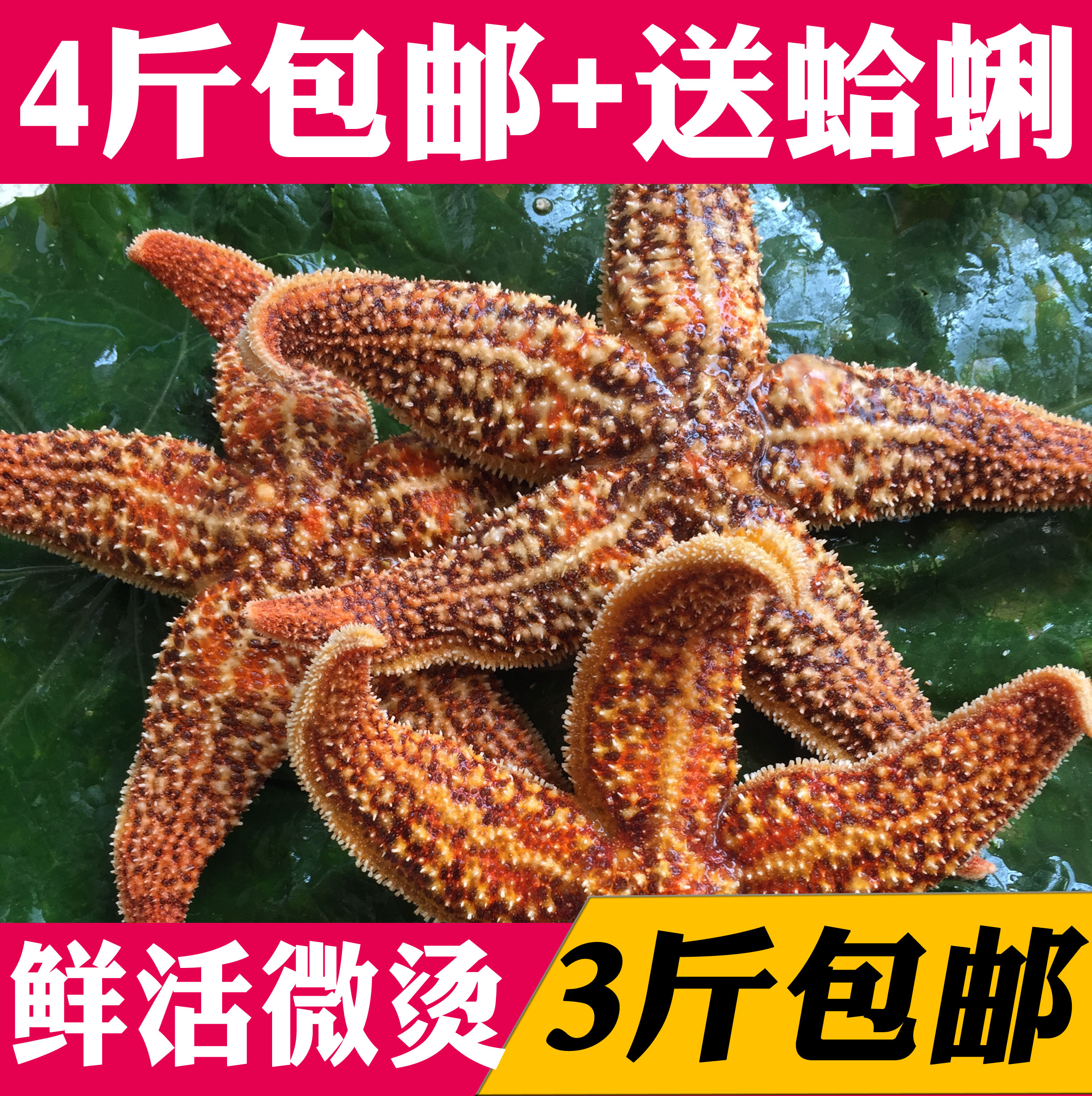海鲜鲜活海五星微蒸海鲜野生新鲜满籽海星包肥鲜美满籽12.5/250g