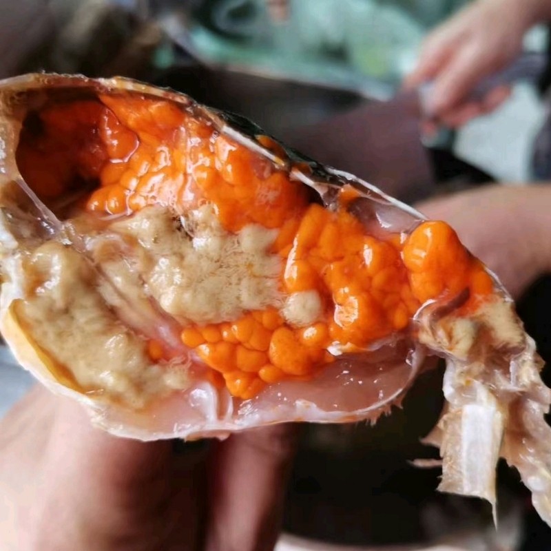 野生全母爆膏大青蟹3斤4只超大特大螃蟹顺丰空运鲜活到家牺牲包赔-mc