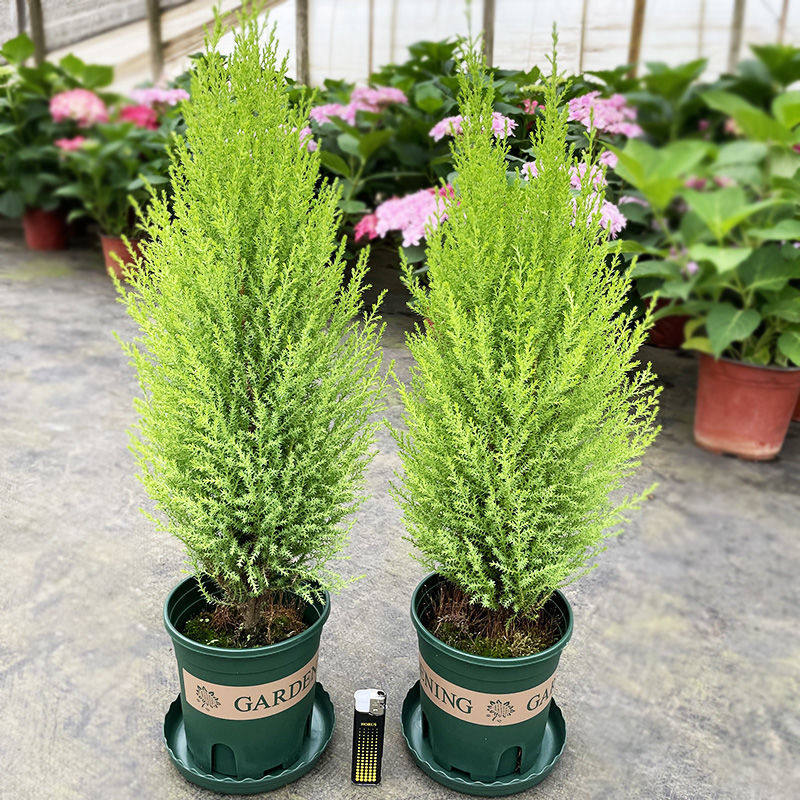 香冠柏小香松盆栽植物 圣诞树盆景四季绿植办公室内好养香柏香味