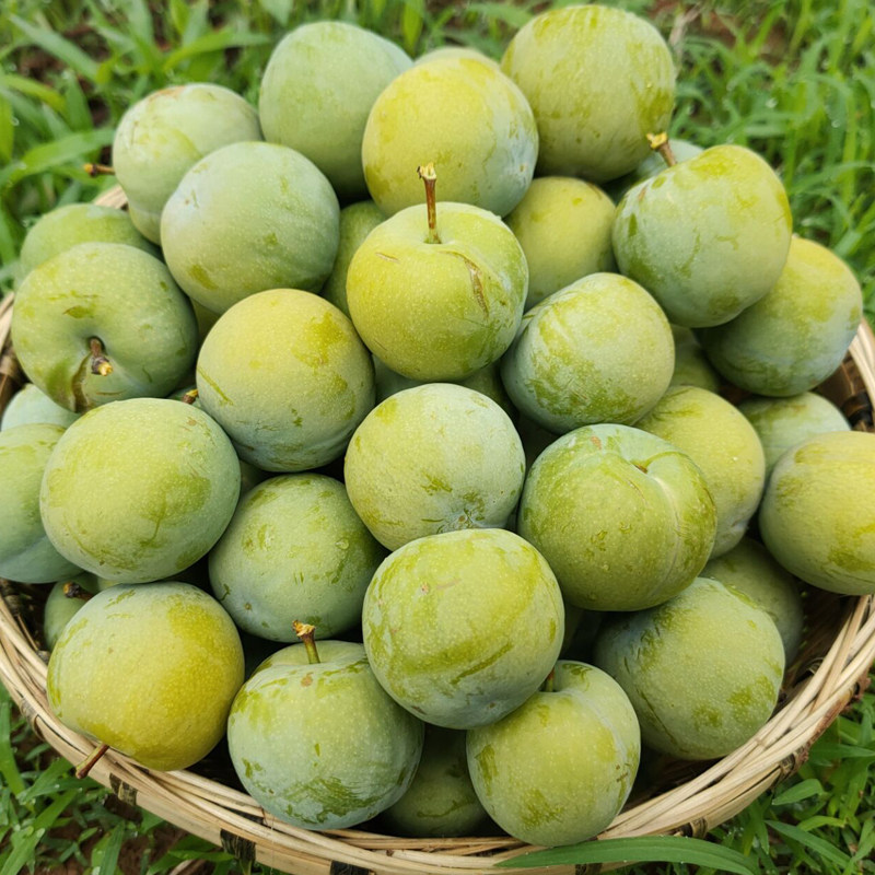 现货5斤包邮四川汶川青脆李脱骨李脆甜李子孕妇新鲜水果