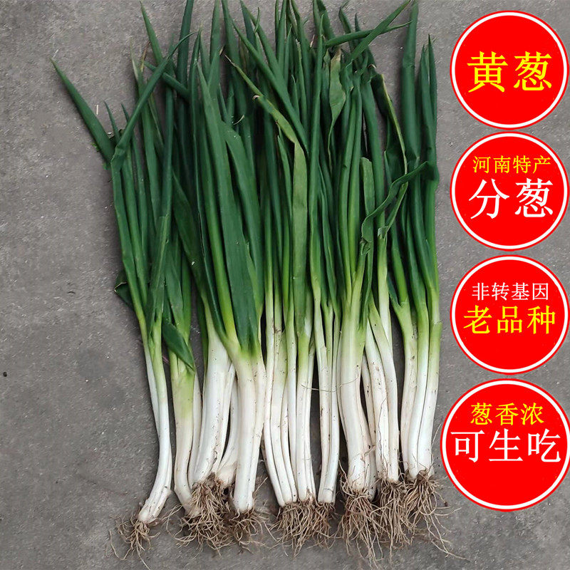 新鲜小香葱分葱黄葱带泥现挖大葱农家自种蔬菜散葱绿河南小黄葱苗