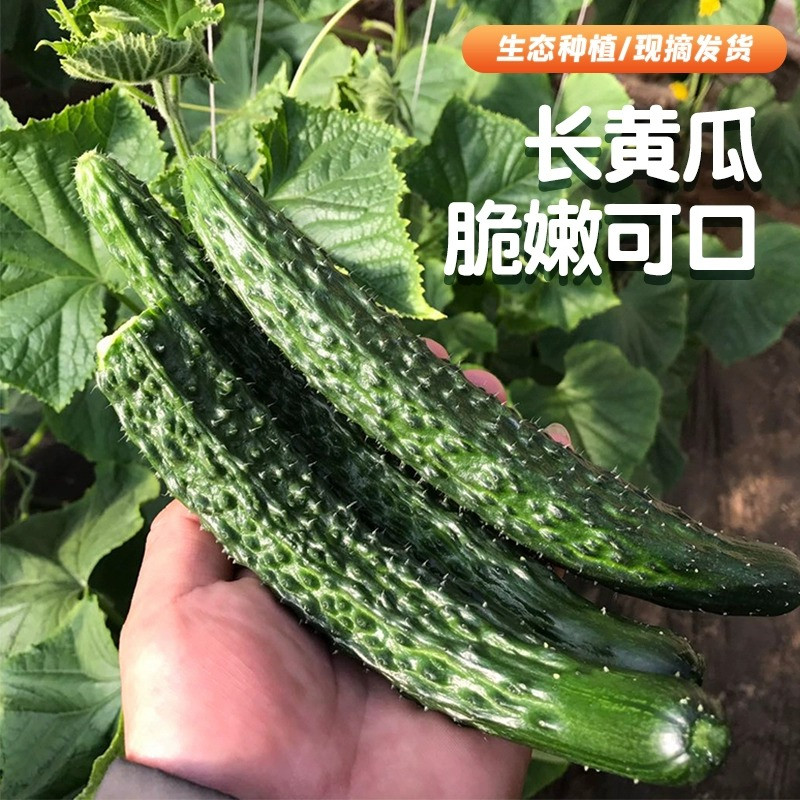 密云农家长黄瓜 绿黄瓜新鲜蔬菜脆甜爽口可生吃线黄瓜现摘3斤包邮