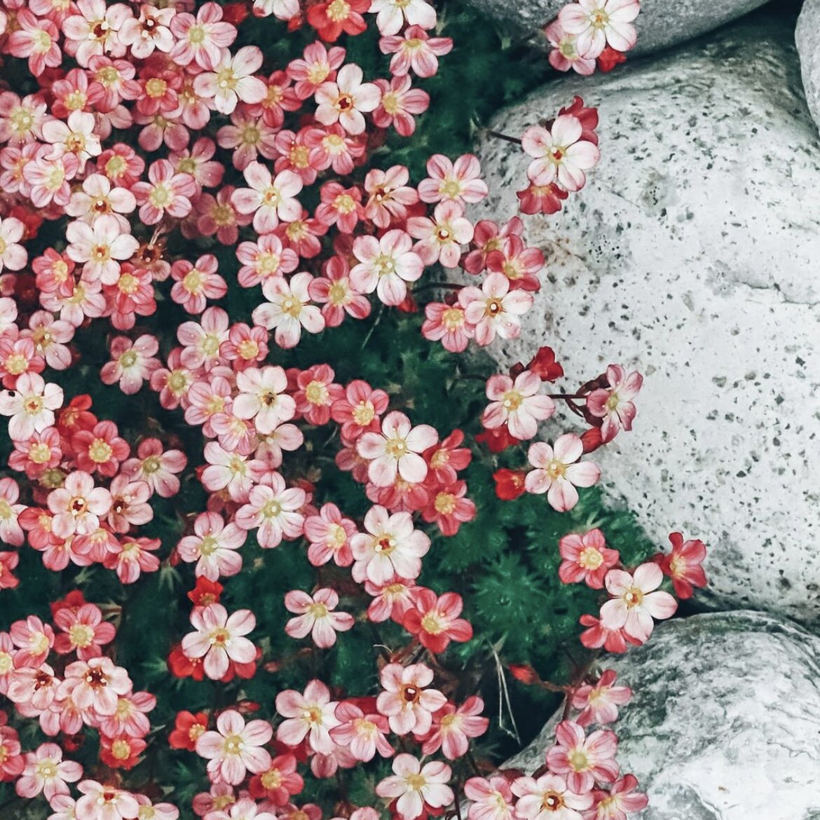 花与花器 阿伦兹虎耳草 耐阴多年生探春元春室内阳台花园开花盆栽